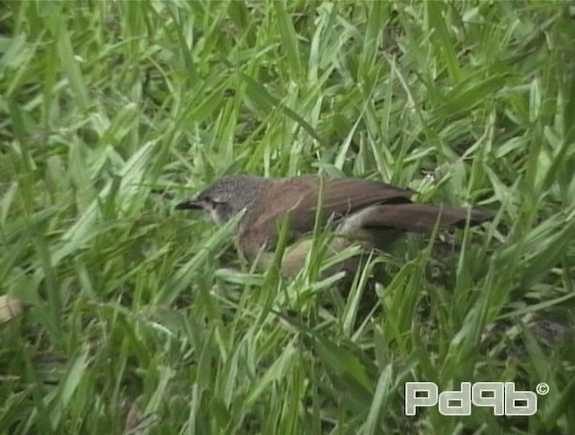 Brown Babbler - ML200967761