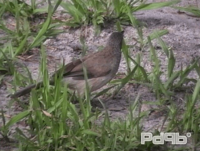 Brown Babbler - ML200967771