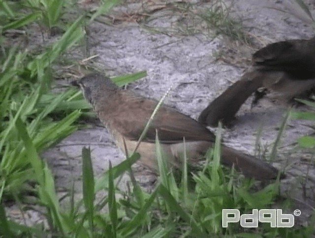 Brown Babbler - ML200967781