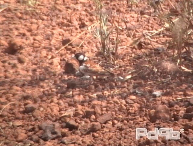 Chestnut-backed Sparrow-Lark - ML200967801