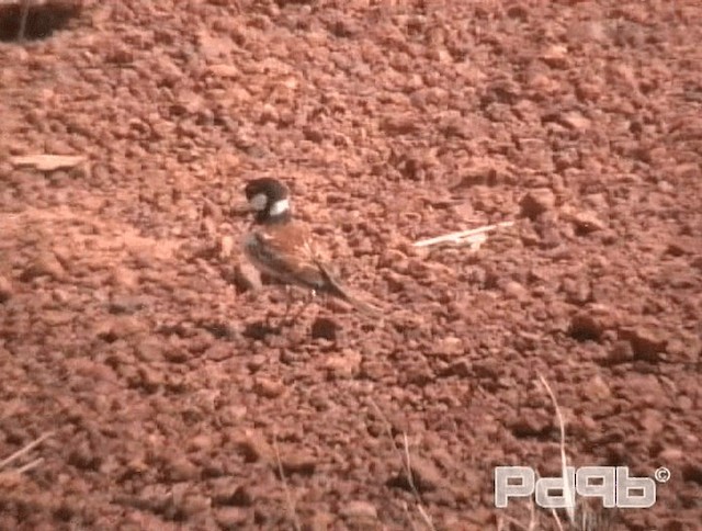 Chestnut-backed Sparrow-Lark - ML200967811