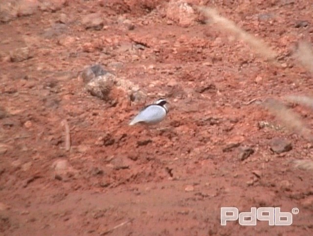 Egyptian Plover - ML200967861