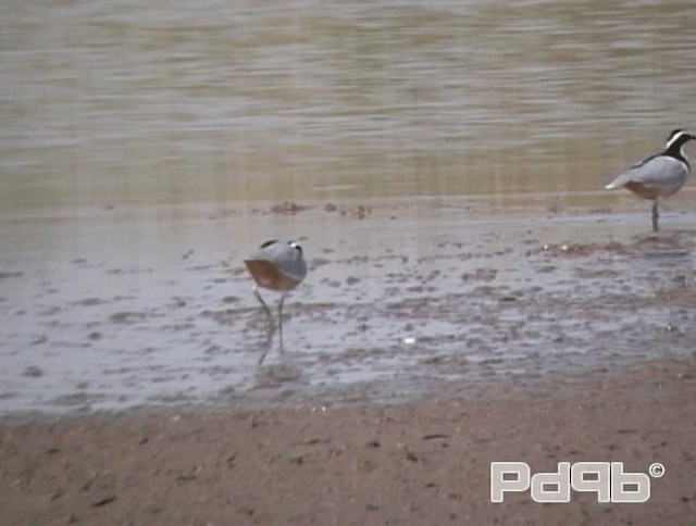 Egyptian Plover - ML200967881