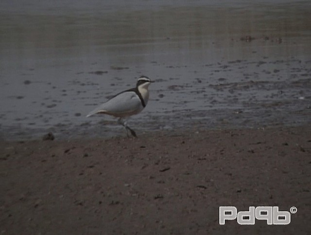 Egyptian Plover - ML200967901