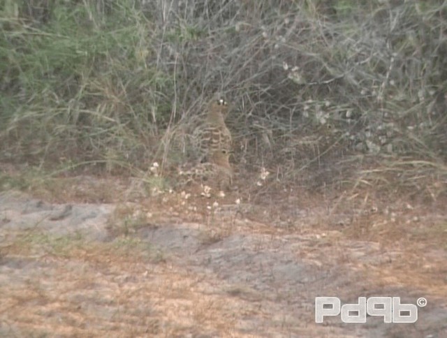 Four-banded Sandgrouse - ML200967911