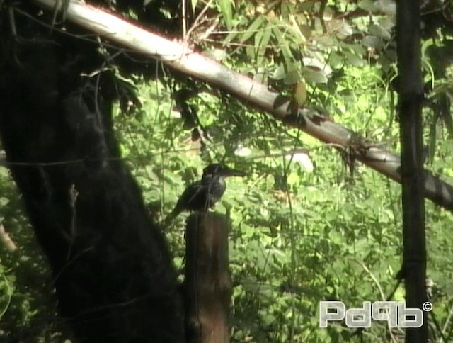 Giant Kingfisher - ML200967921