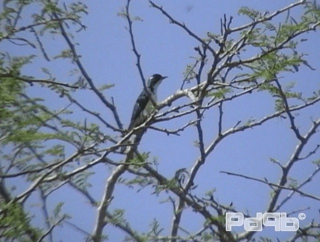 Klaas's Cuckoo - ML200967971