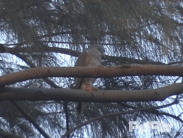 Lizard Buzzard - ML200968071