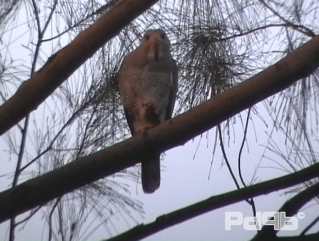 Lizard Buzzard - ML200968081