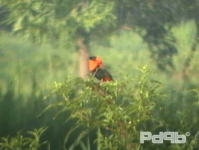 Northern Red Bishop - ML200968091