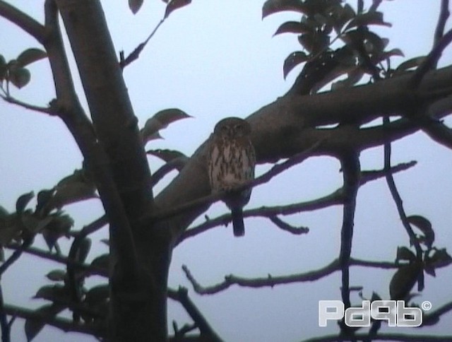 Pearl-spotted Owlet - ML200968161