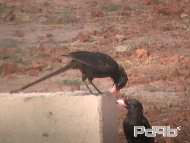 Piapiac - ML200968171