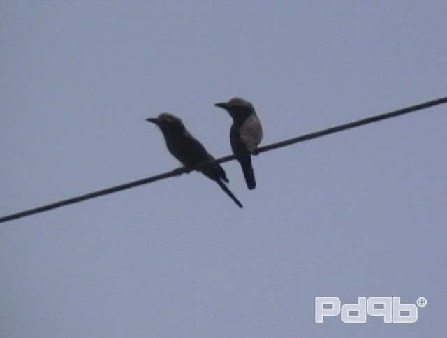 Rufous-crowned Roller - ML200970371