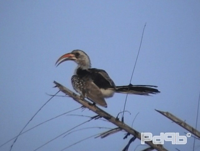 Western Red-billed Hornbill - ML200970451