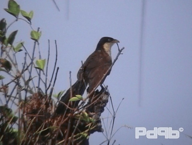 Coucal du Sénégal - ML200970501