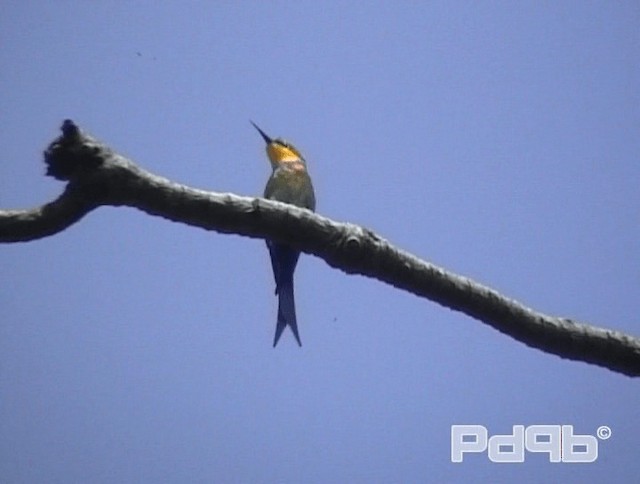 Abejaruco Golondrina - ML200970531