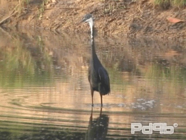 Western Reef-Heron (Western) - ML200970561