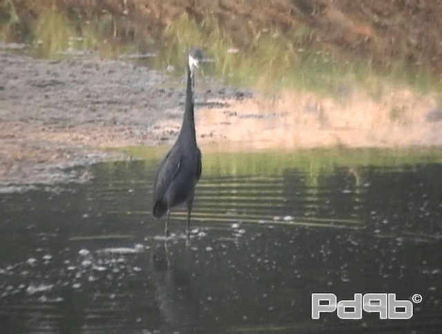 Western Reef-Heron (Western) - ML200970571