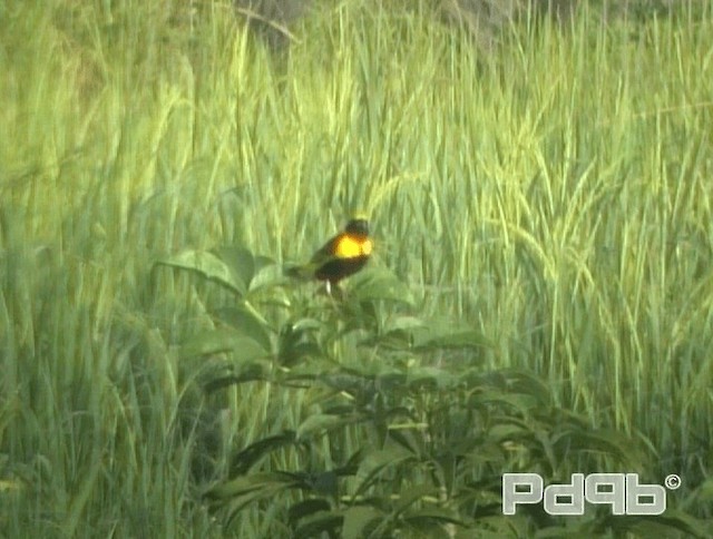 Yellow-crowned Bishop - ML200970601