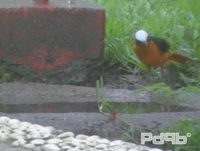 White-crowned Robin-Chat - ML200970611