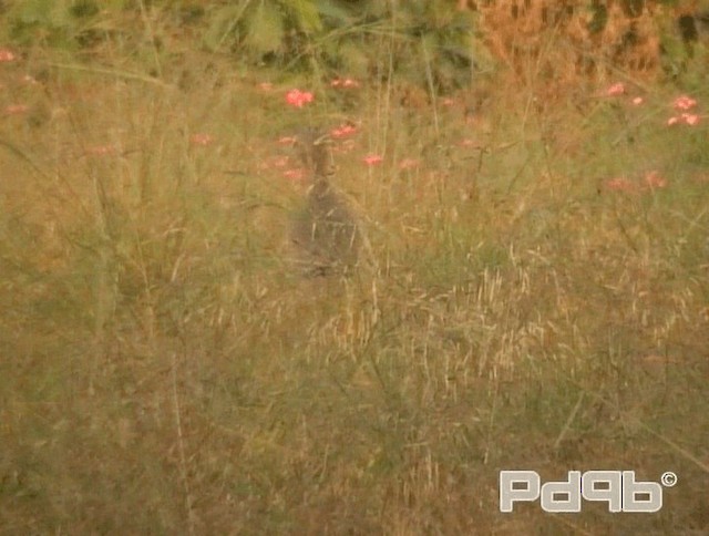 Wattled Lapwing - ML200970621