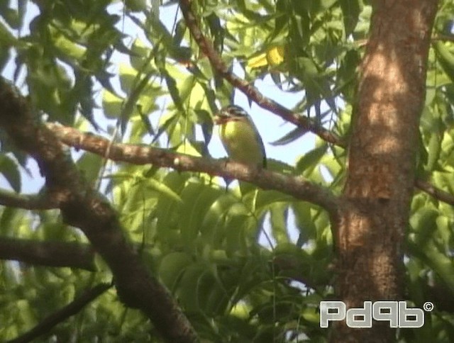 Yellow-fronted Tinkerbird - ML200970631