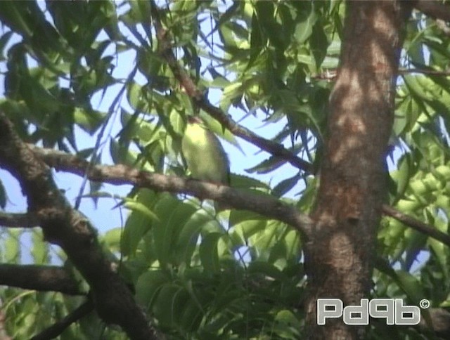 Yellow-fronted Tinkerbird - ML200970641