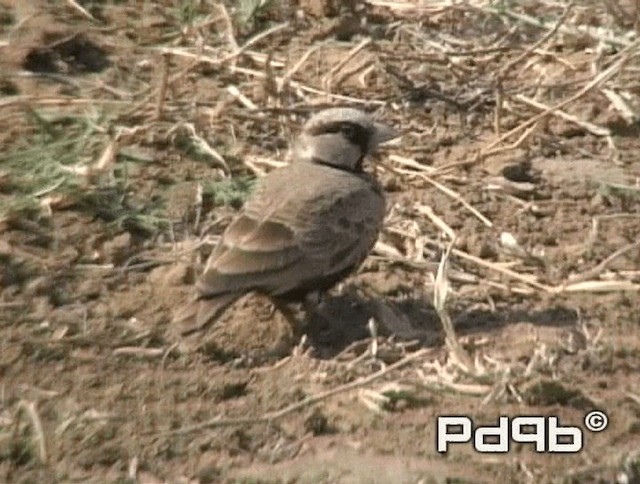 Ashy-crowned Sparrow-Lark - ML200970681