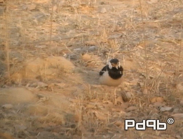 Indian Pied Starling - ML200970711