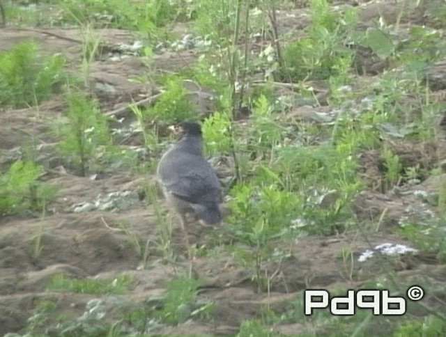 Bank Myna - ML200970741