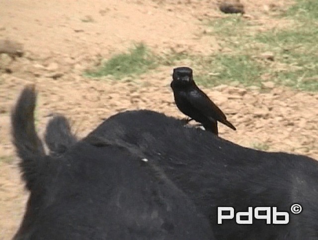 Black Drongo - ML200970811