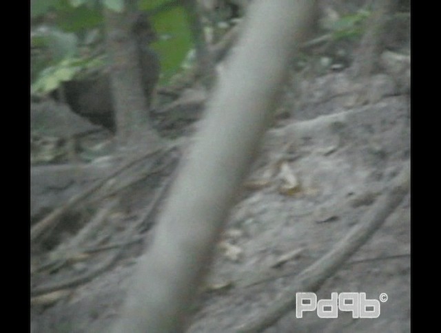 Stone Partridge (Stone) - ML200970861