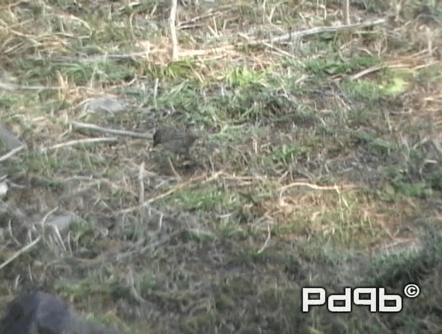 Black-throated Accentor - ML200970911