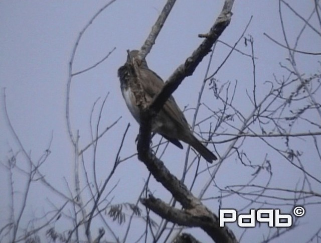 Дрізд чорноволий - ML200970921