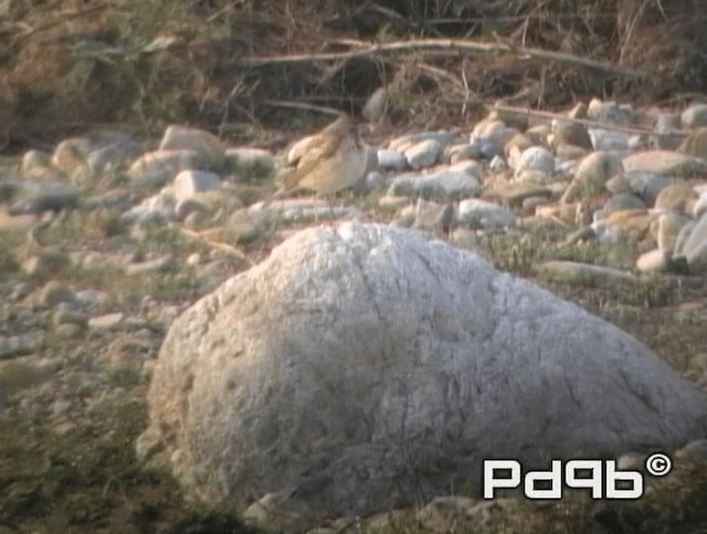 Blyth's Pipit - ML200972961