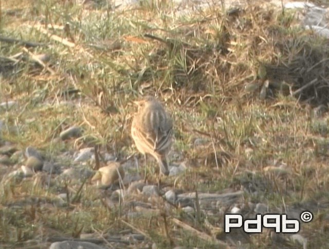 Blyth's Pipit - ML200972971