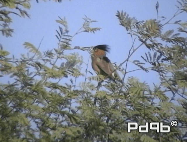 Brahminy Starling - ML200972981