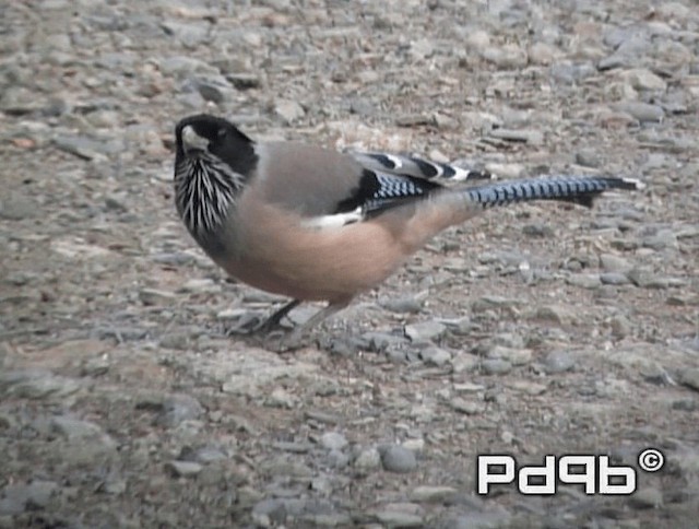 Black-headed Jay - ML200972991