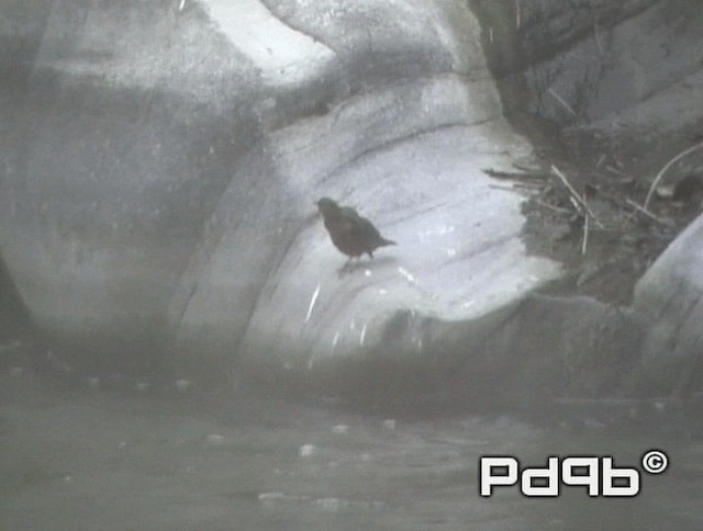 Brown Dipper - ML200973001