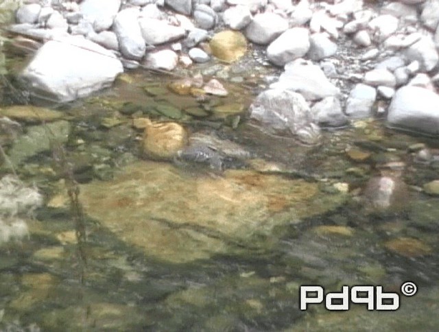 Brown Dipper - ML200973021