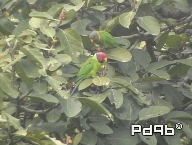 Plum-headed Parakeet - ML200973081