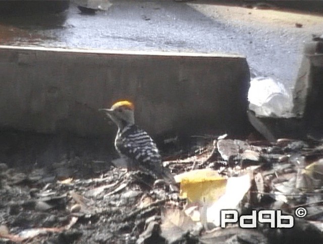 Brown-fronted Woodpecker - ML200973121