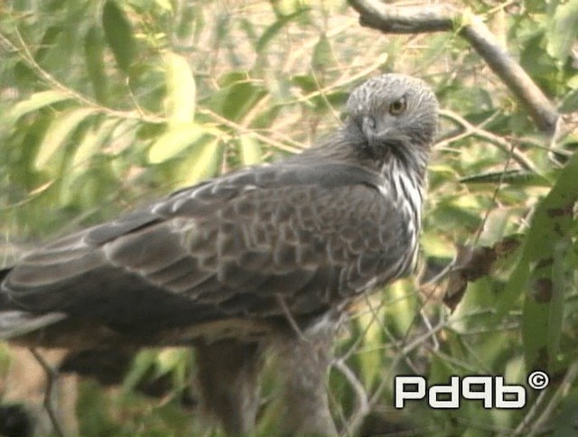 Changeable Hawk-Eagle (Changeable) - ML200973131