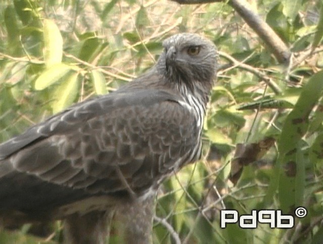 Changeable Hawk-Eagle (Changeable) - ML200973151