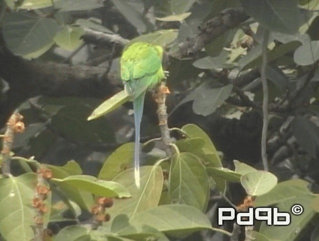 Plum-headed Parakeet - ML200973191