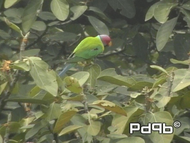 Plum-headed Parakeet - ML200973201