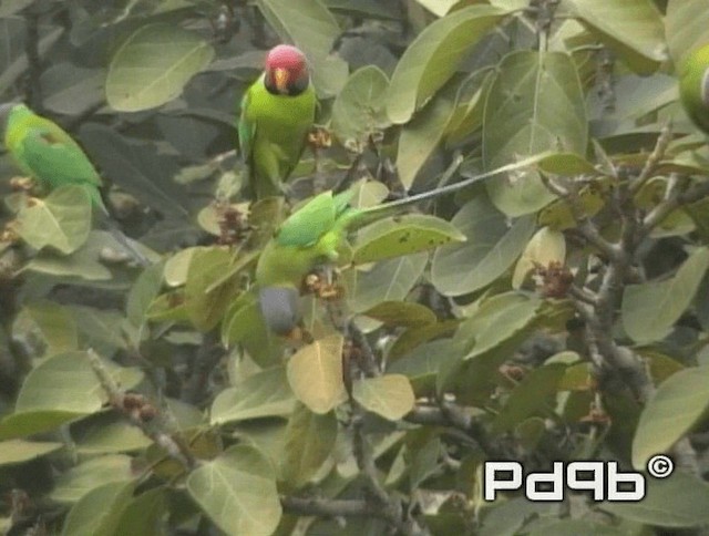 Plum-headed Parakeet - ML200973211