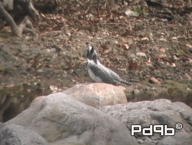 Crested Kingfisher - ML200973241