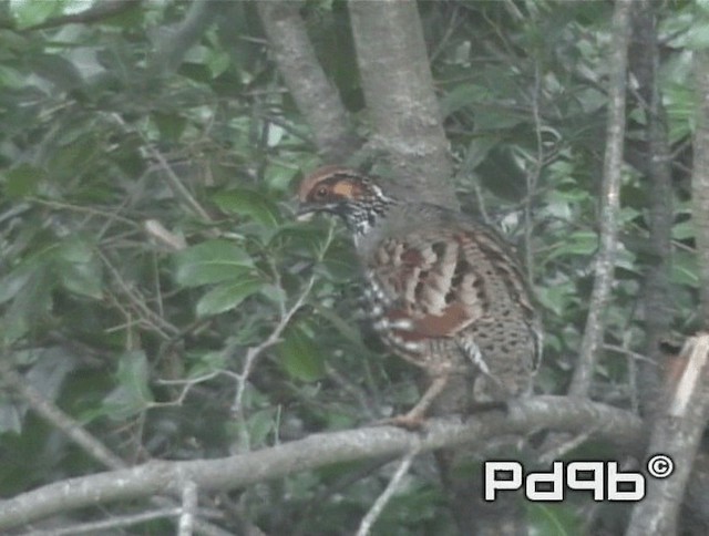 Hill Partridge - ML200973301