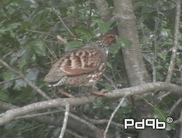 Hill Partridge - ML200973311